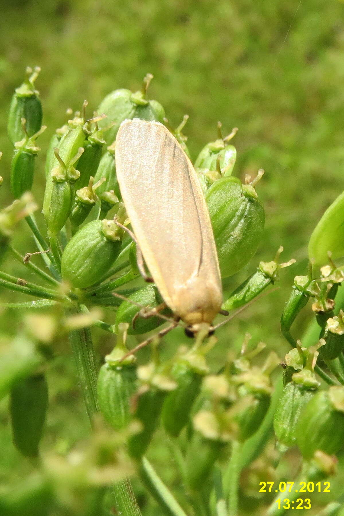 Image of common footman