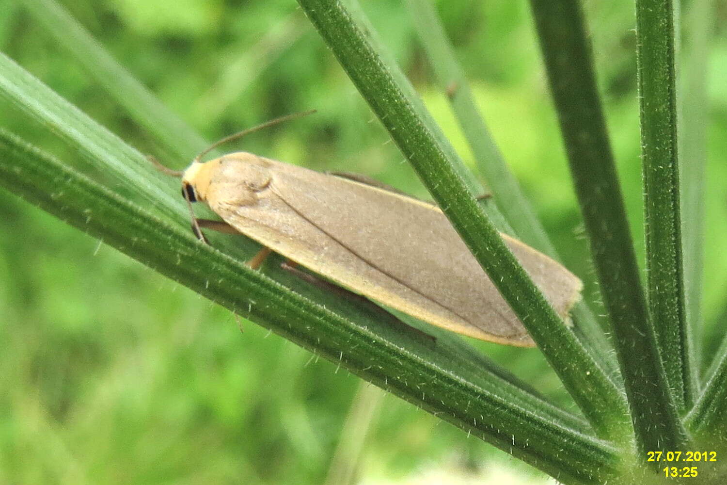 Image of common footman