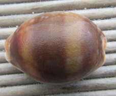 Image of Calf Cowrie