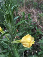 Oenothera elata Kunth的圖片