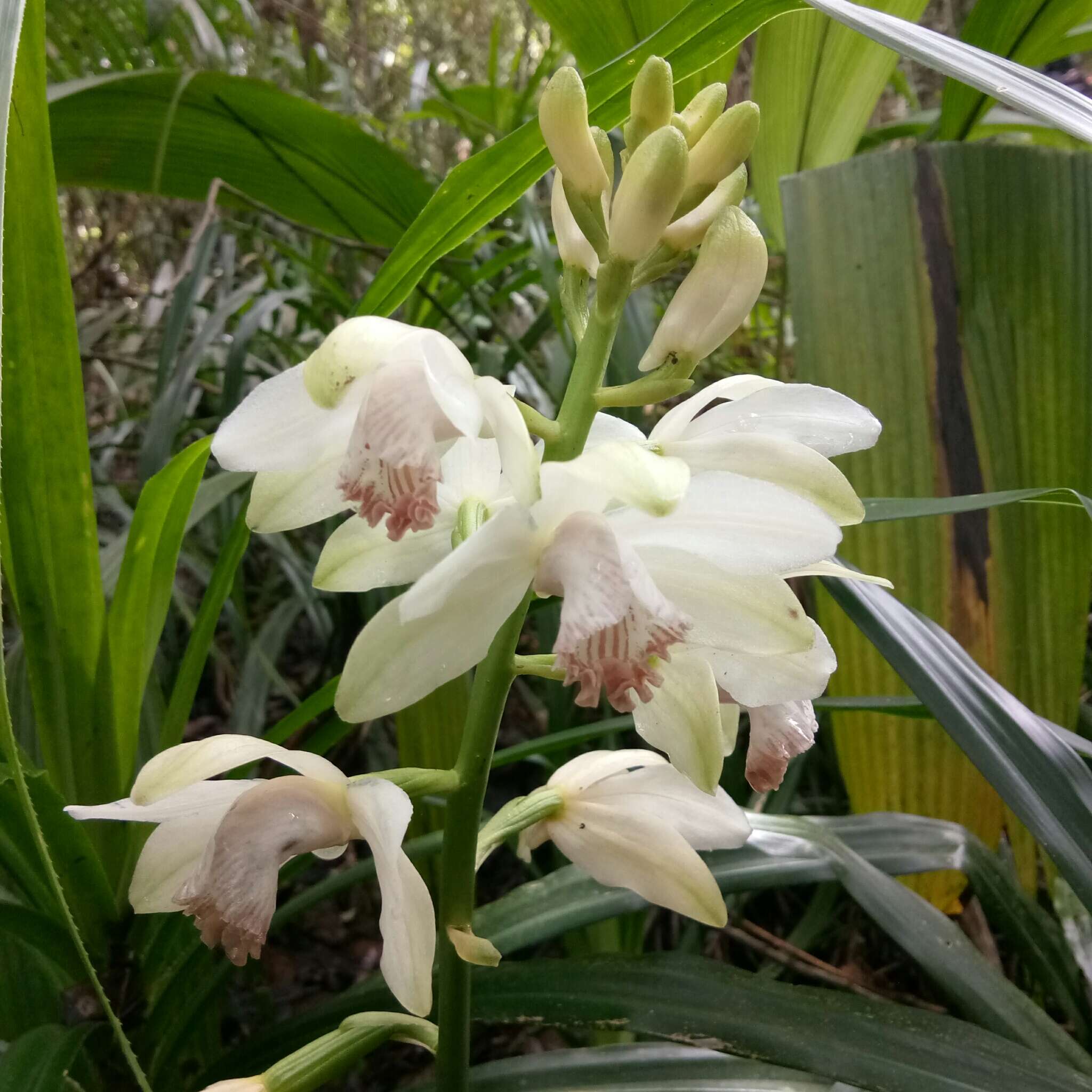 Image of Phaius flavus (Blume) Lindl.