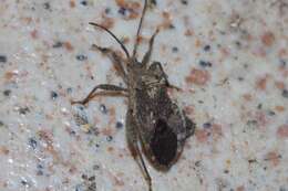 Image of Acanthocoris sordidus (Thunberg 1783)