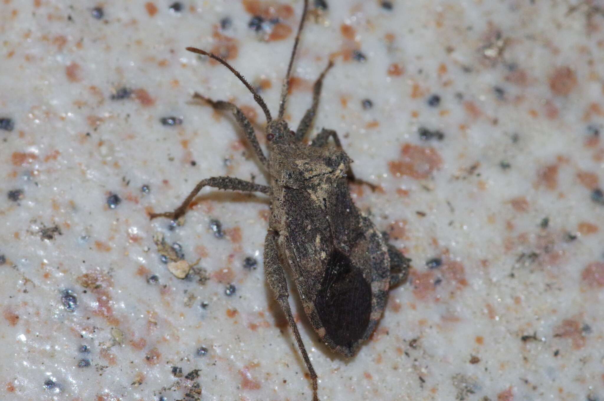 صورة Acanthocoris sordidus (Thunberg 1783)