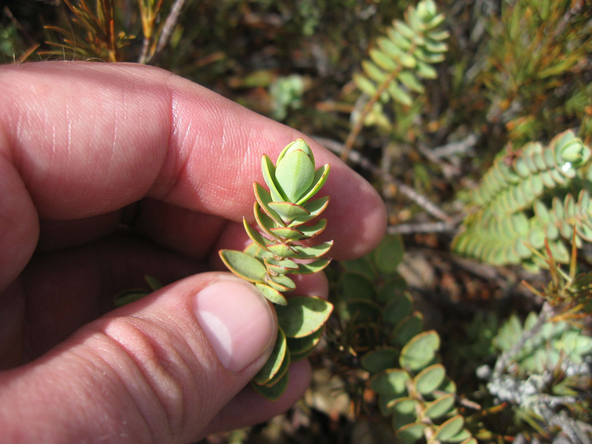 Sivun Veronica pinguifolia Hook. fil. kuva