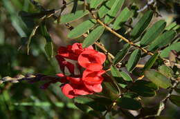 Imagem de Pyranthus tullearensis (Baill.) Du Puy & Labat