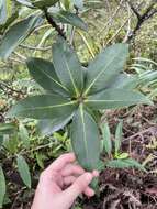 Image of Molokai colicwood