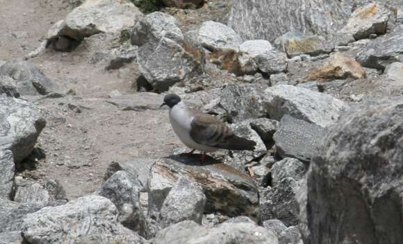 Image of Snow Pigeon