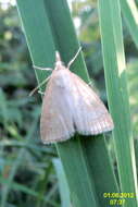 Image of Udea lutealis