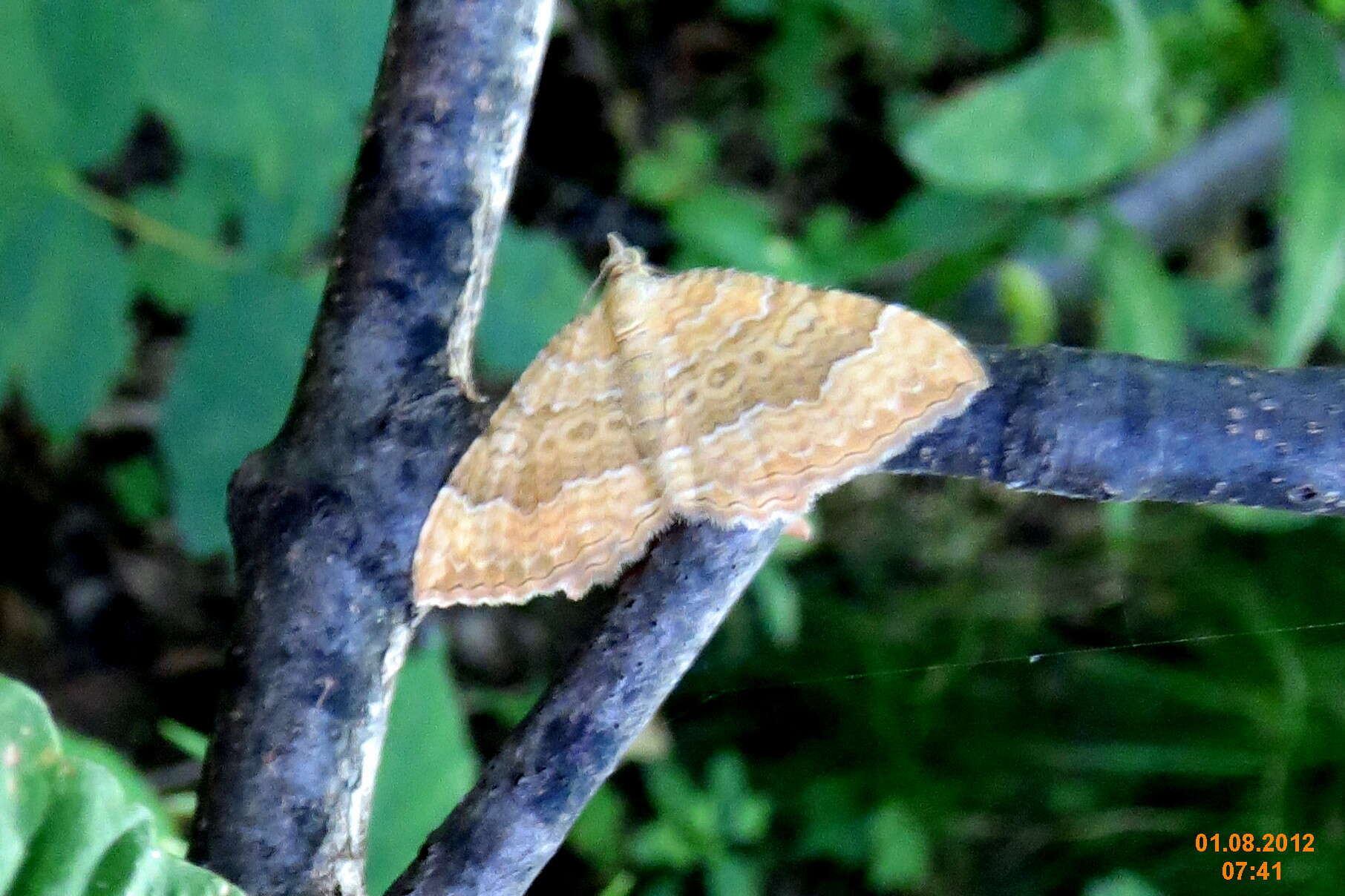 Image of Camptogramma bilineata