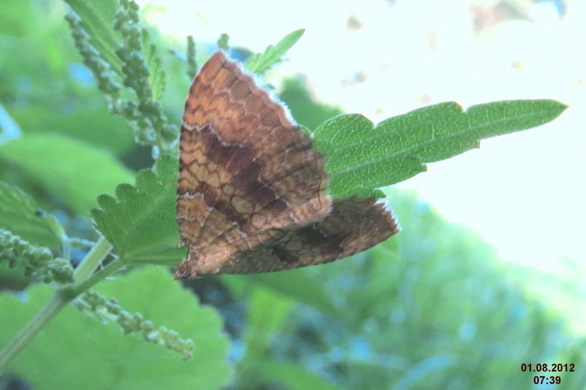 Image of Camptogramma bilineata