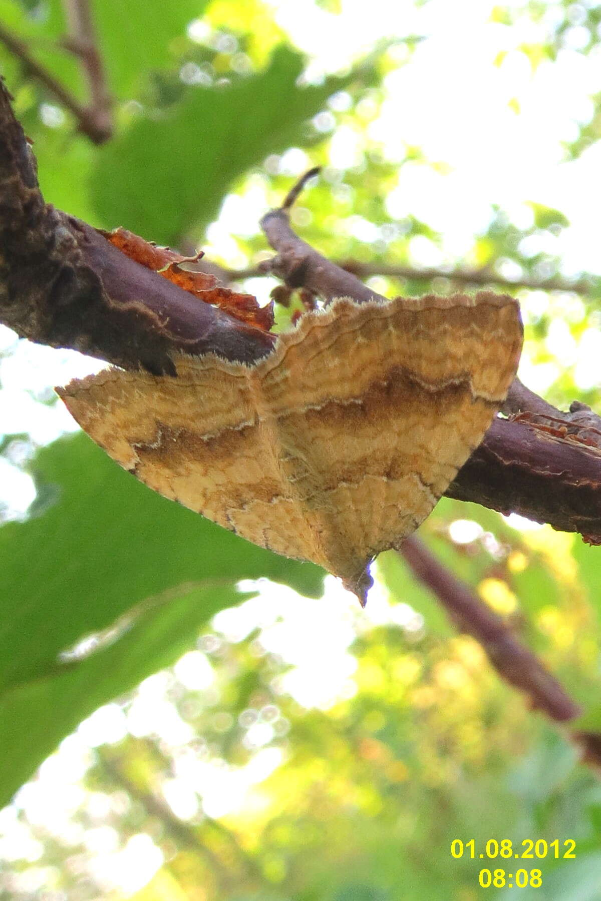 Plancia ëd Camptogramma bilineata