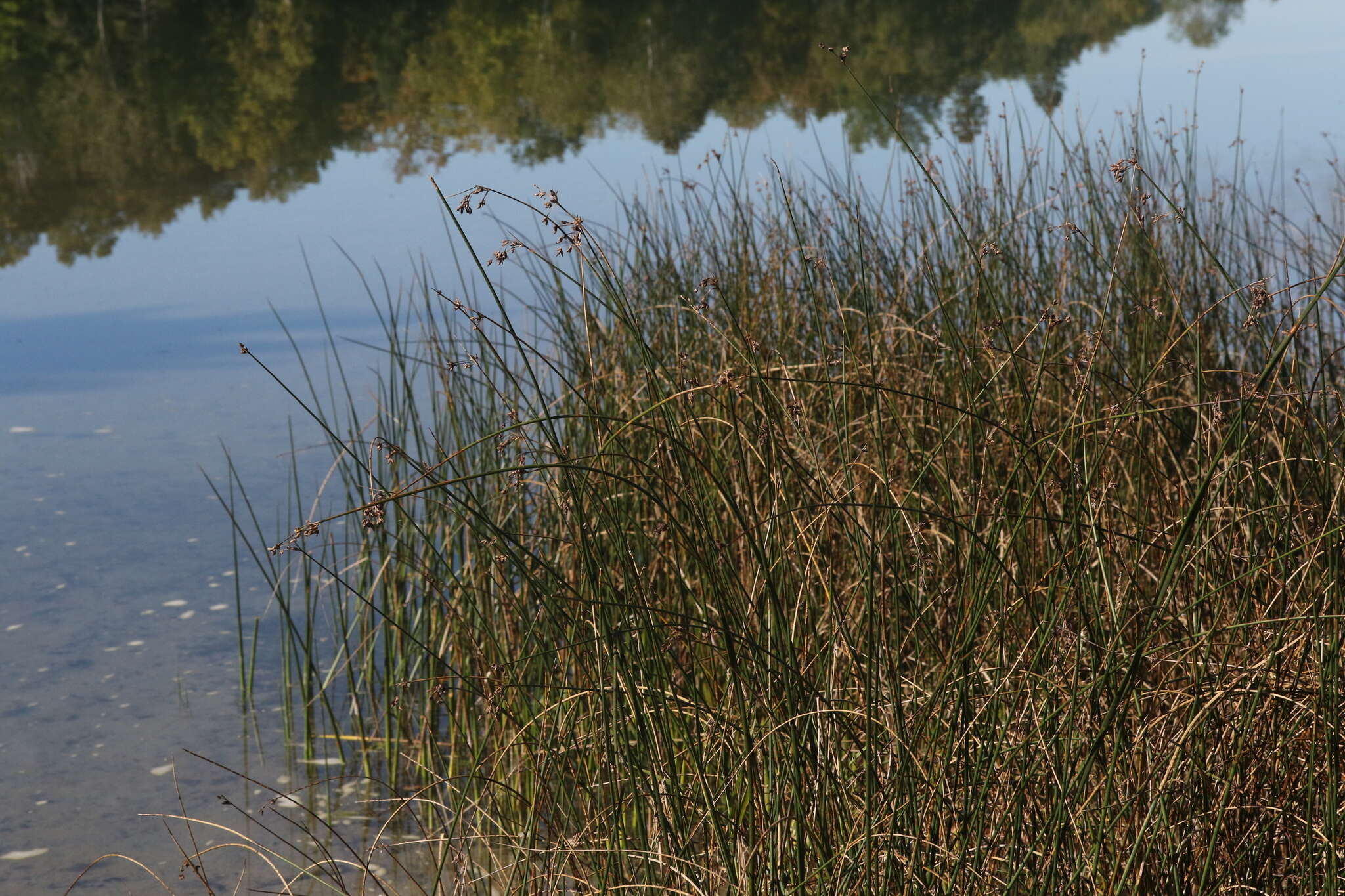 Image of Hardstem bulrush