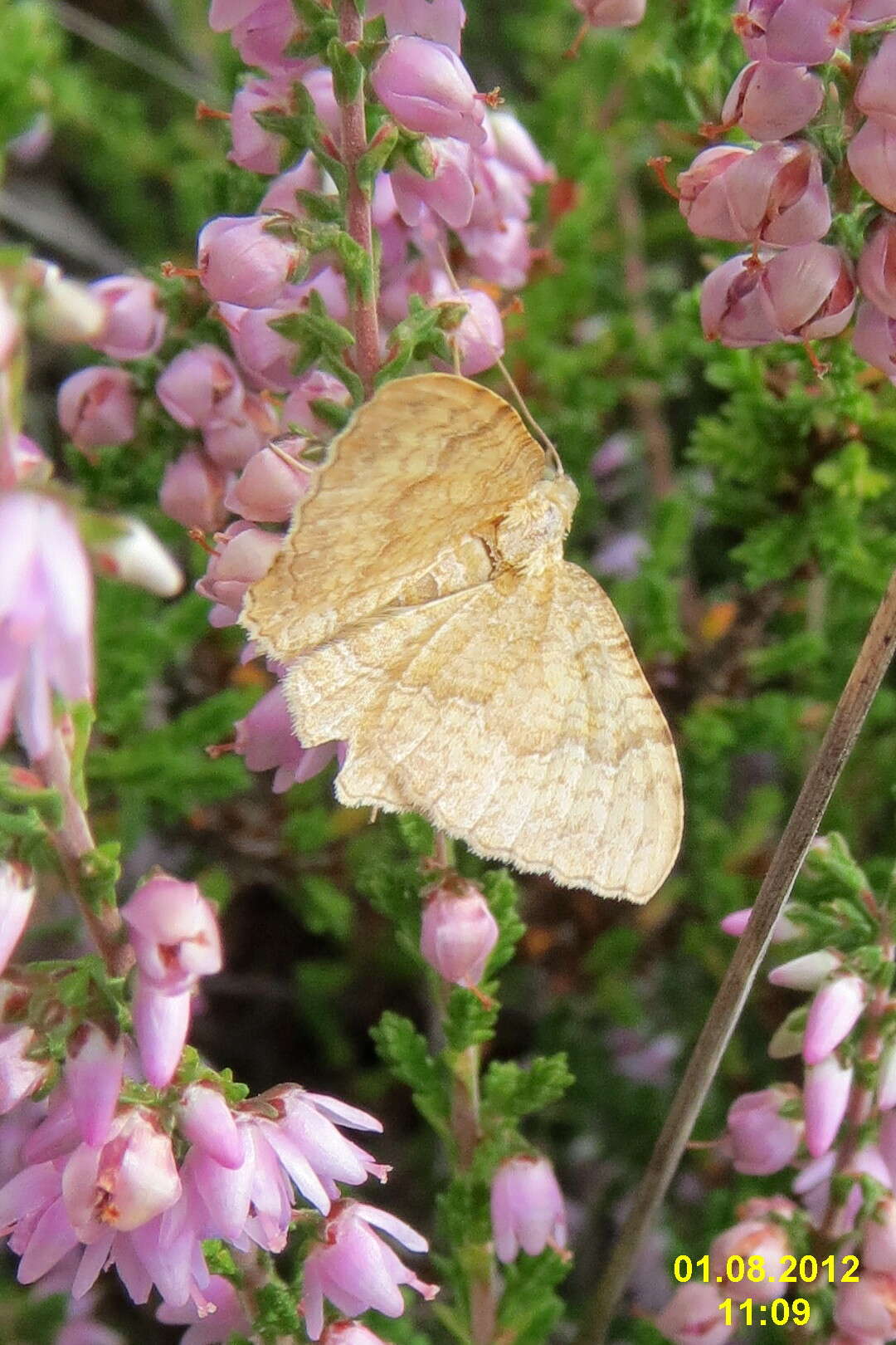 Plancia ëd Camptogramma bilineata