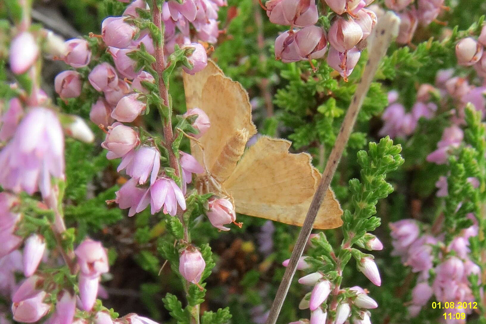 Image of Camptogramma bilineata