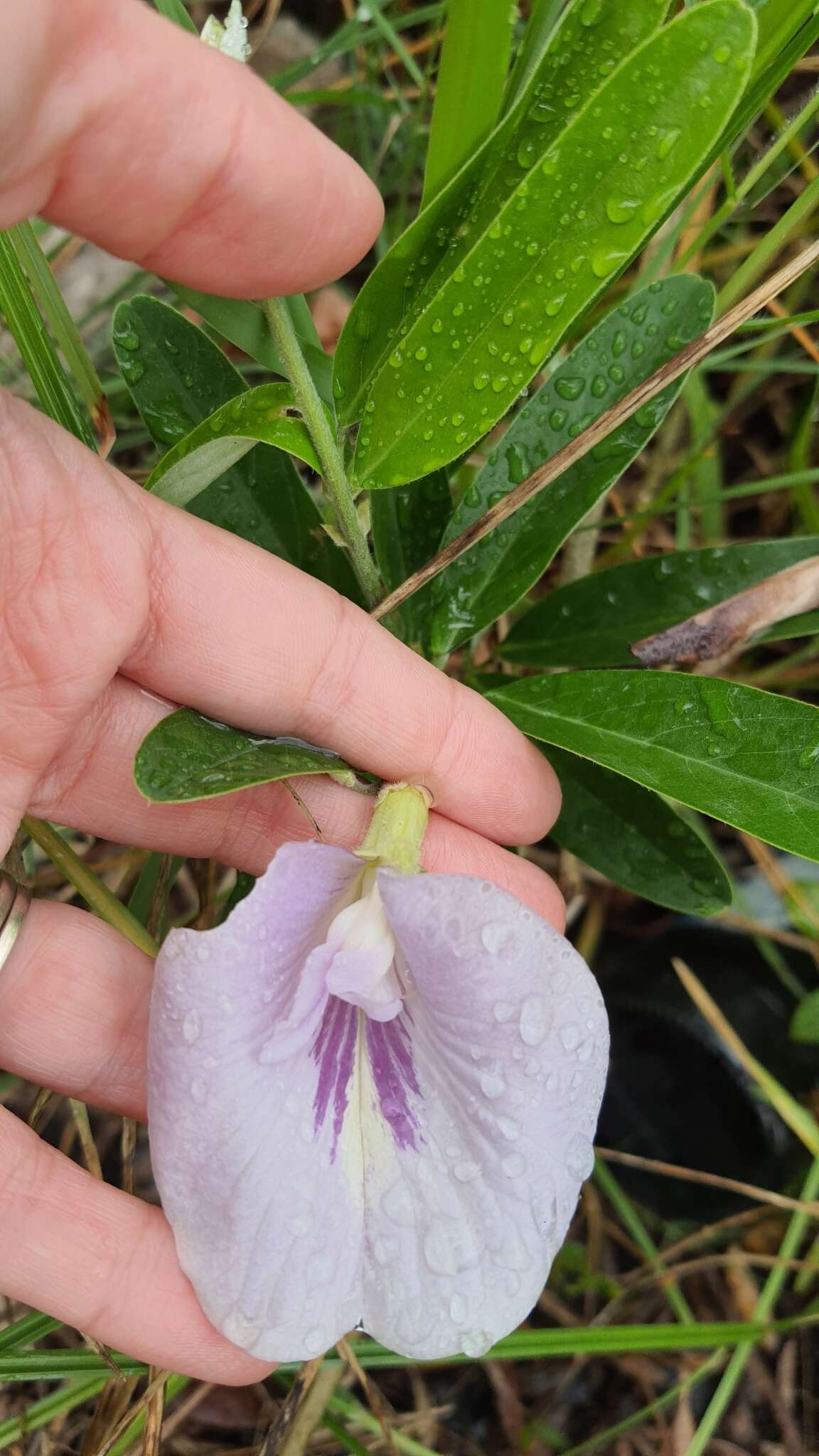 Image de Clitoria laurifolia Poir.