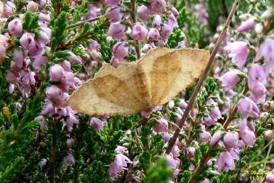 Image of Camptogramma bilineata