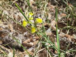 صورة Linaria loeselii Schweigger