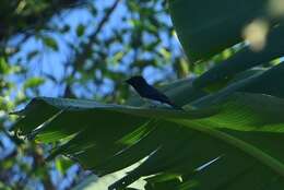 Image of Melanesian Flycatcher