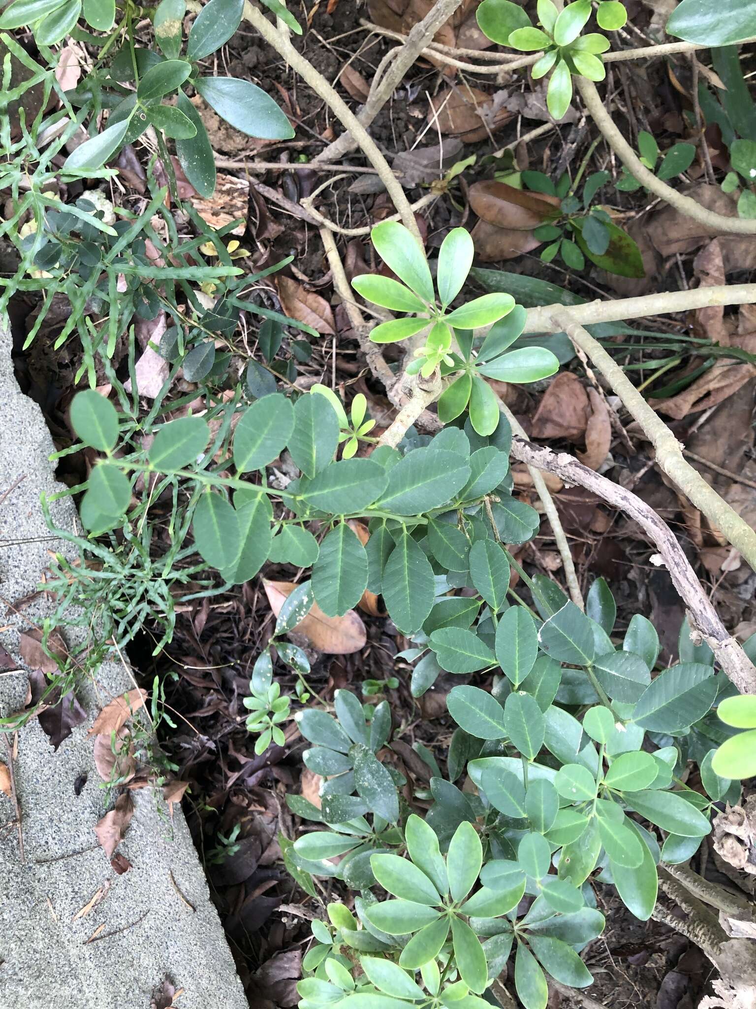 Atalantia buxifolia (Poir.) Oliv. resmi