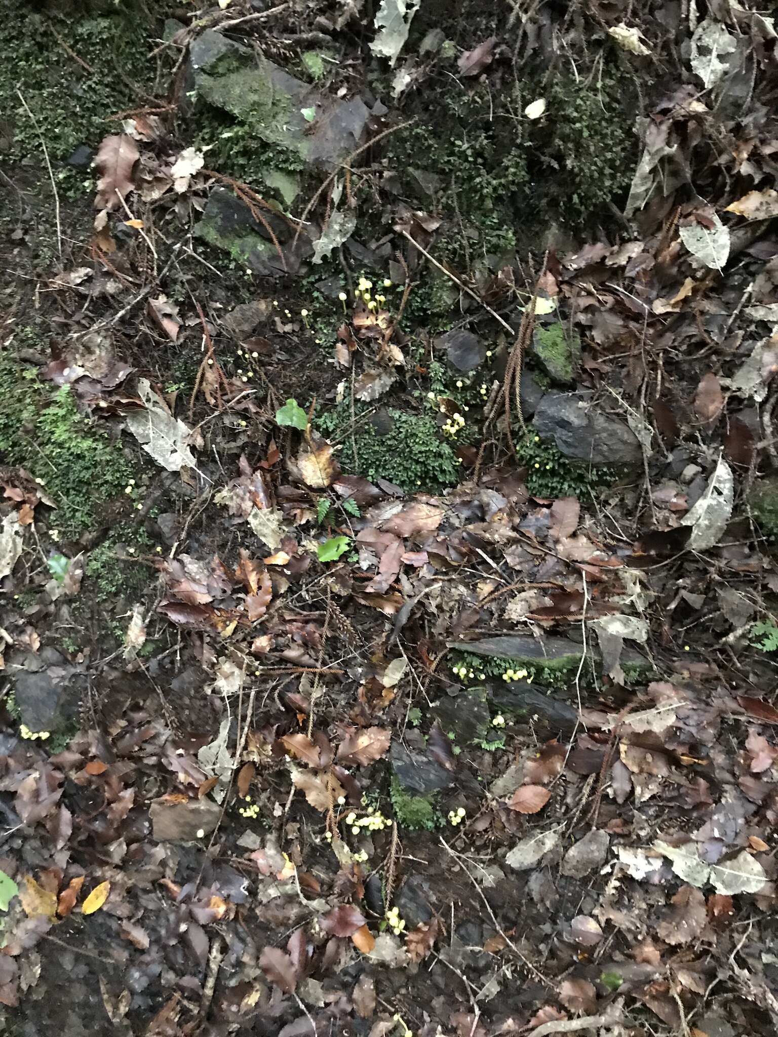 Image of Hygrocybe luteoglutinosa (E. Horak) Boertm. 2002