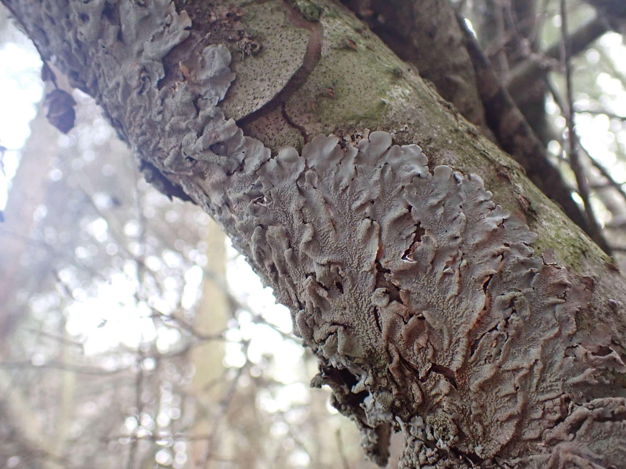 Image of Texan canoparmelia lichen