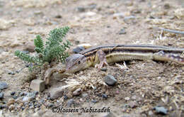 Image of Pleske's Racerunner