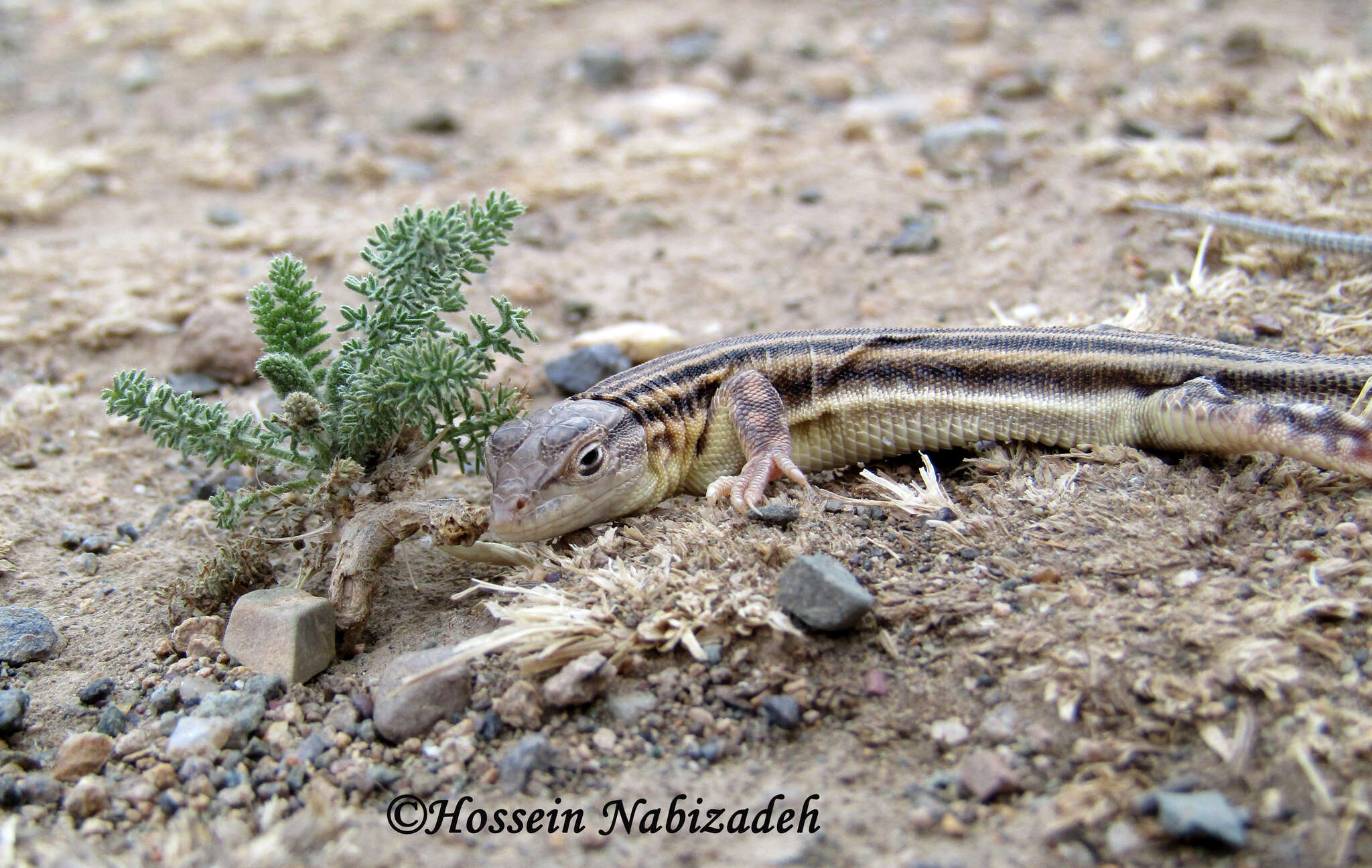 Image of Pleske's Racerunner