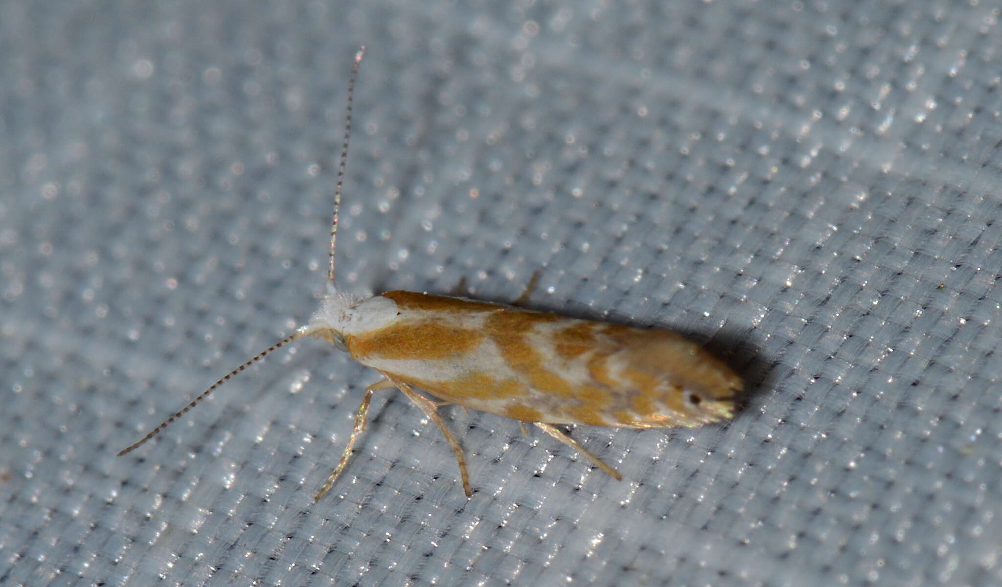 Image of Argyresthia canadensis Freeman 1972