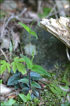 Image of Tripterospermum trinervium (Thunb. ex Murray) Hiroyoshi Ohashi & H. Nakai