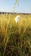 Plancia ëd Oenothera nuttallii Torr. & Gray