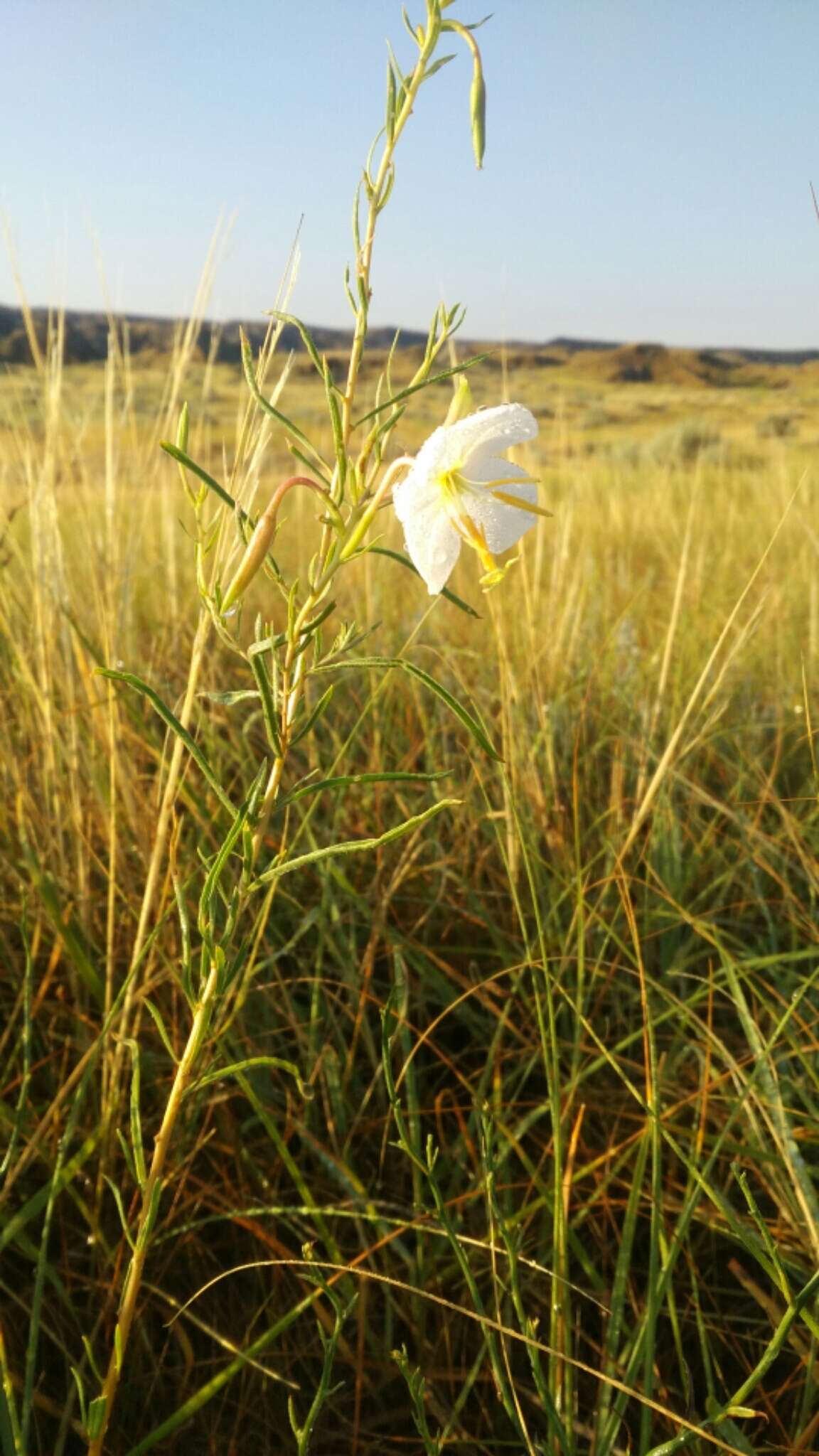 Plancia ëd Oenothera nuttallii Torr. & Gray