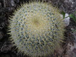 Imagem de Mammillaria flavicentra Backeb. ex Mottram