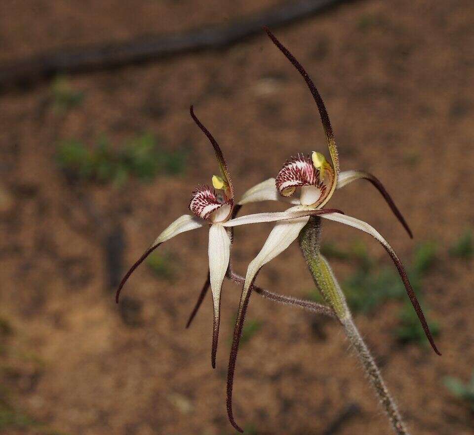 Image of Caladenia colorata D. L. Jones