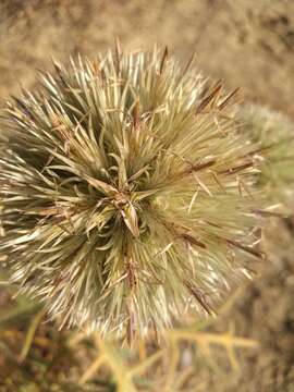 Image of Echinops strigosus L.