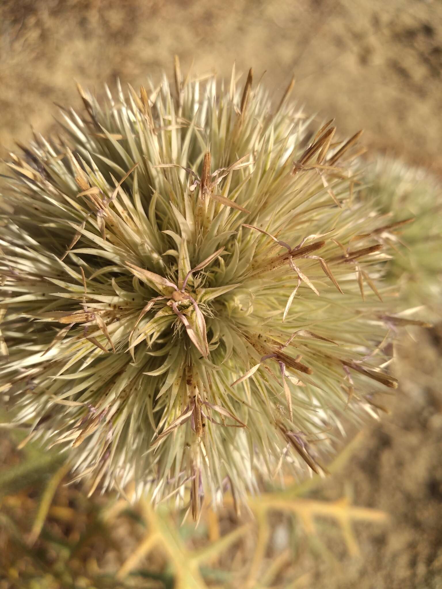 Image of Echinops strigosus L.