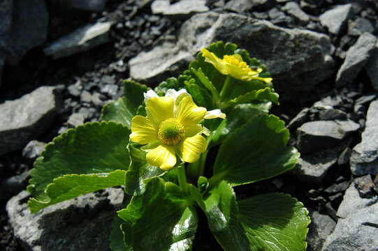 Image de Ranunculus godleyanus Hook. fil.