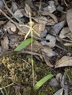 Image of Common dragon orchid