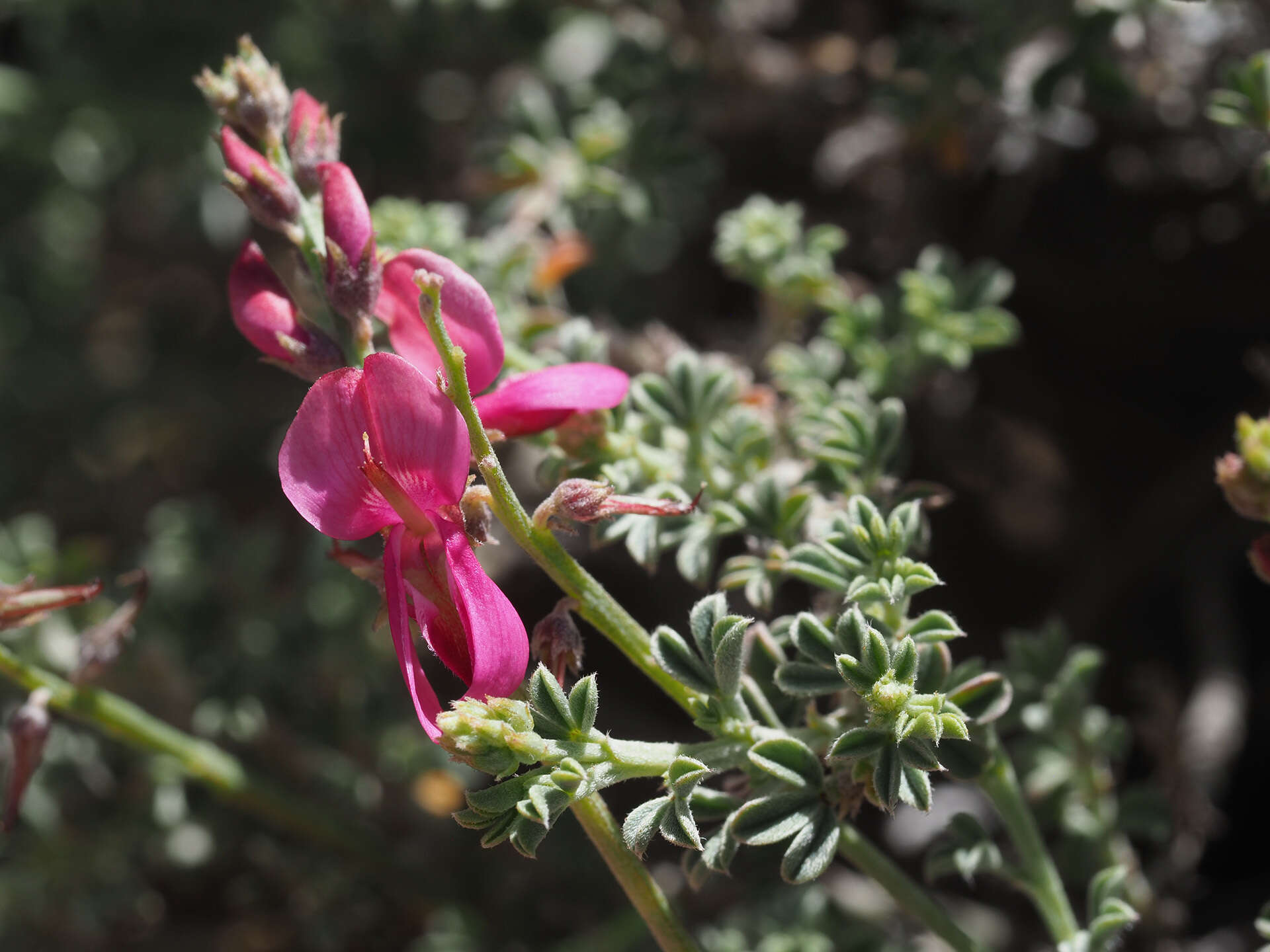 Image of Indigofera meyeriana Eckl. & Zeyh.