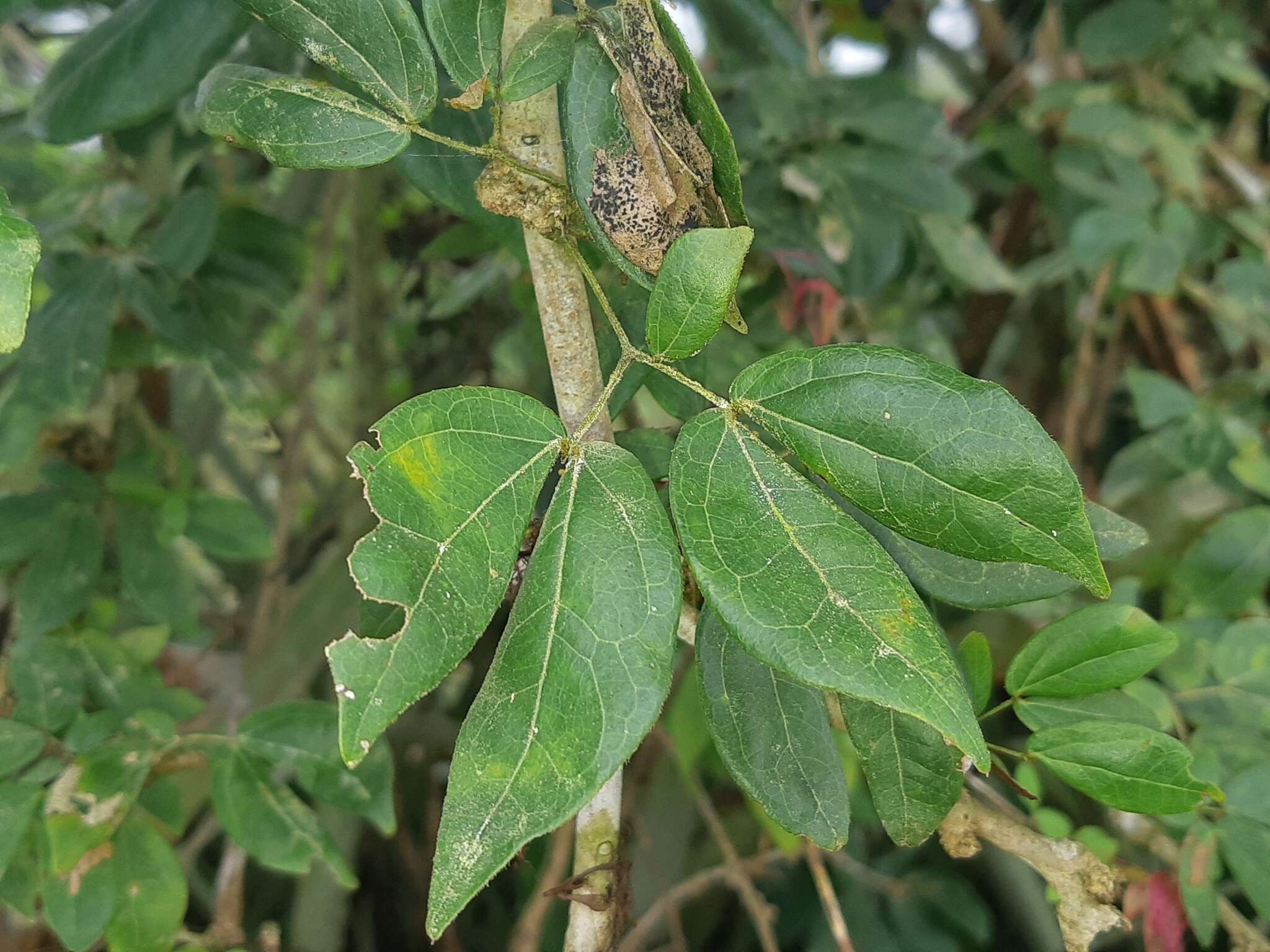 Image of Calliandra angustifolia Benth.