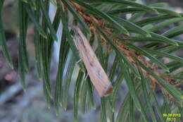 Image of Barred Grass-veneer