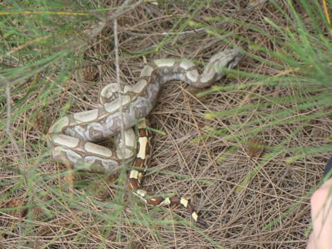 Imagem de Boa constrictor Linnaeus 1758