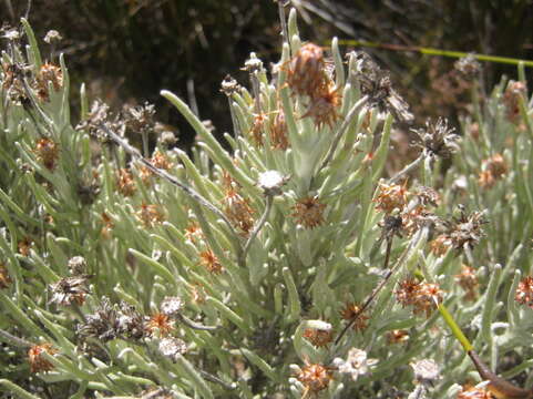 Image of Syncarpha gnaphaloides (L.) DC.