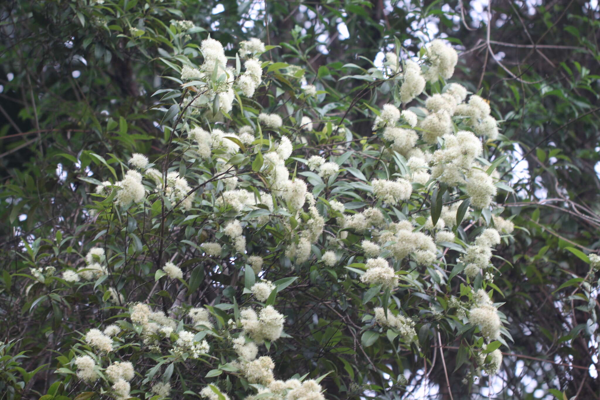 Image of Lemon Myrtle