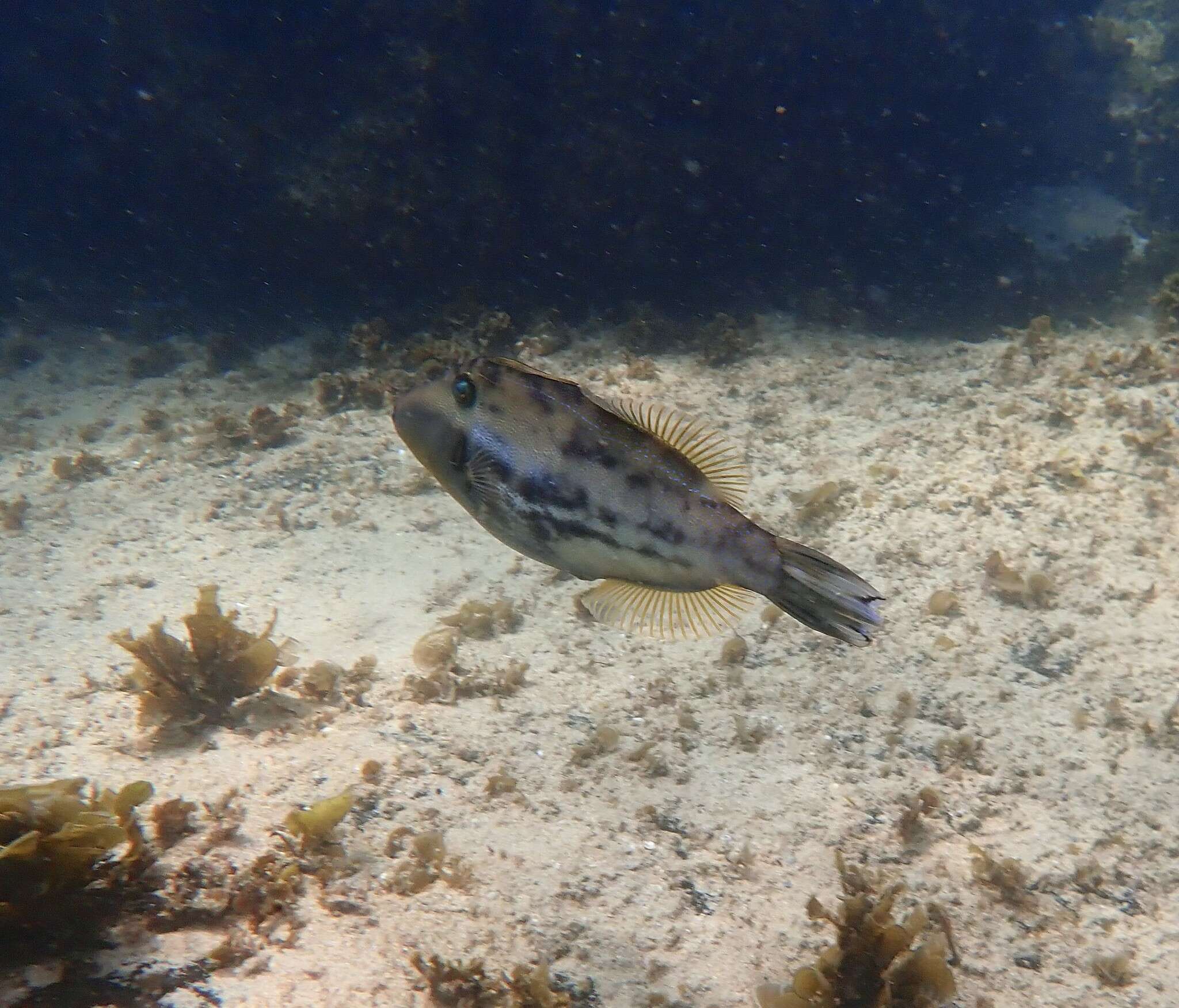 Image of Scobinichthys