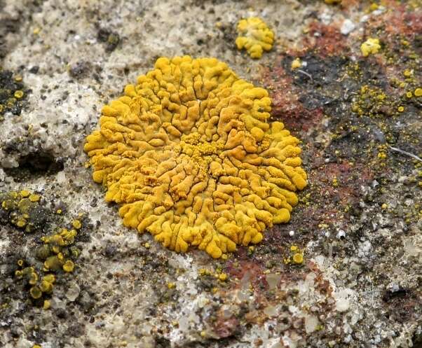 Imagem de Caloplaca decipiens (Arnold) Blomb. & Forssell