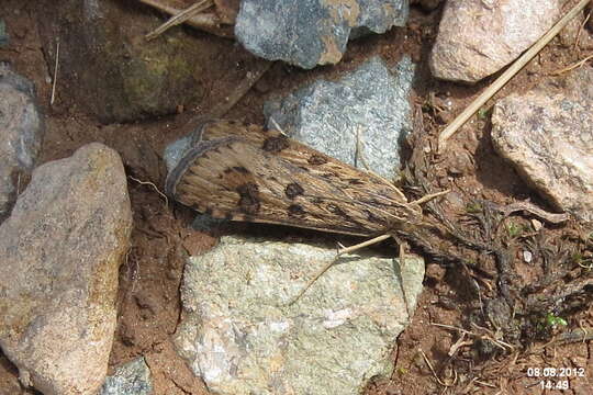 Image of Nomophila noctuella Schiffermüller