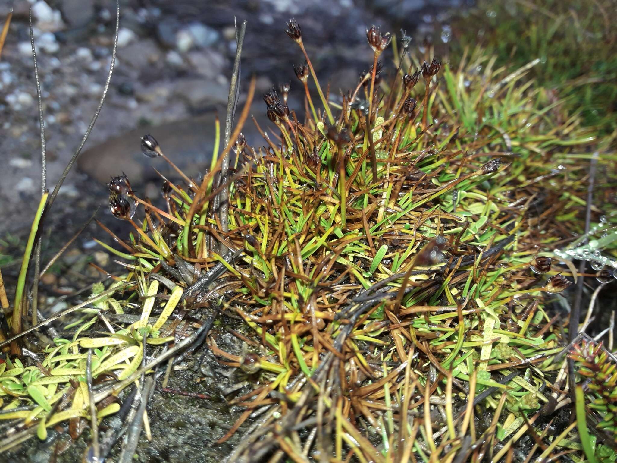 Слика од Juncus antarcticus Hook.