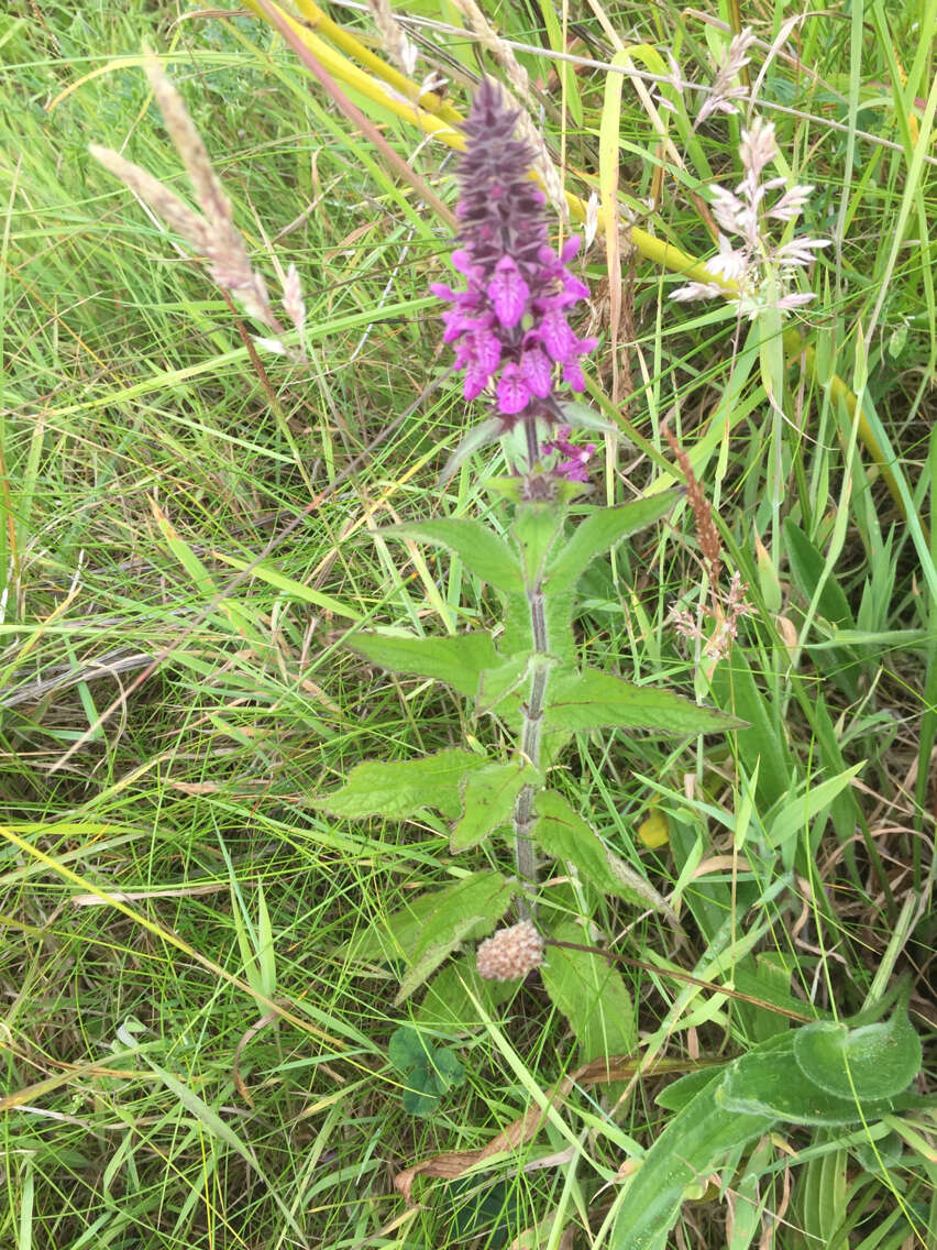 Image of Stachys ambigua Sm.