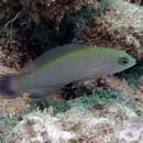 Image of Yellowfin dottyback