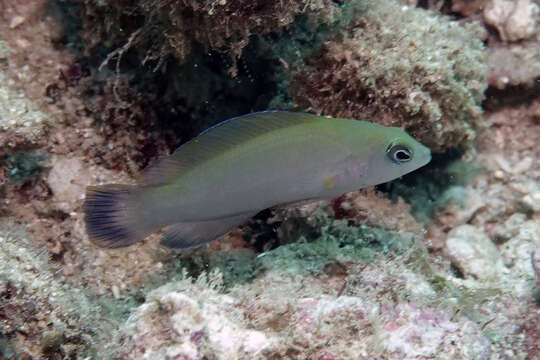 Image de Pseudochromis wilsoni (Whitley 1929)